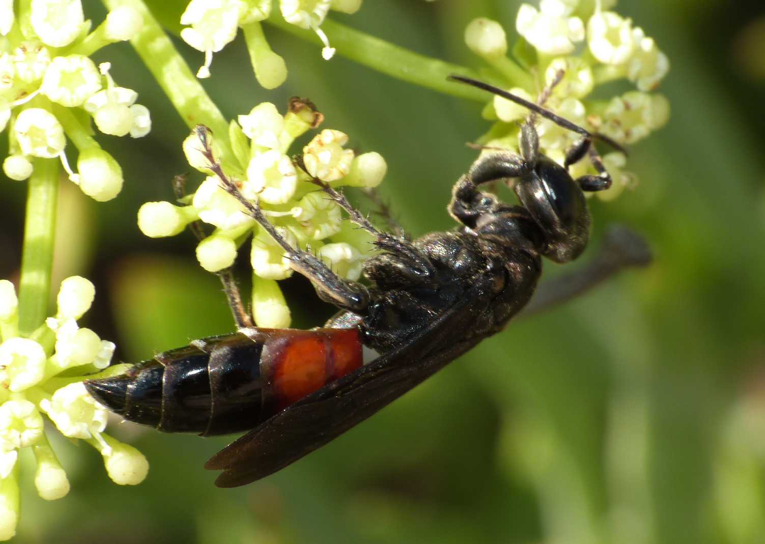 Pompilidae? No. Larra anathema (Crabronidae)